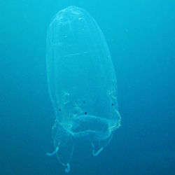Box jellyfish expected this weekend